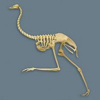 220px-Emu_skeleton.jpg