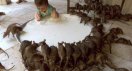 rats drinking milk in hindu temple-deshnoke india.jpg